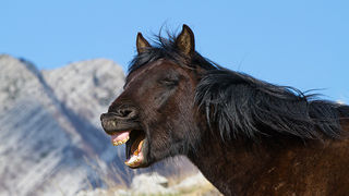 Divlji konji na Velebitu, foto: Leo Banić