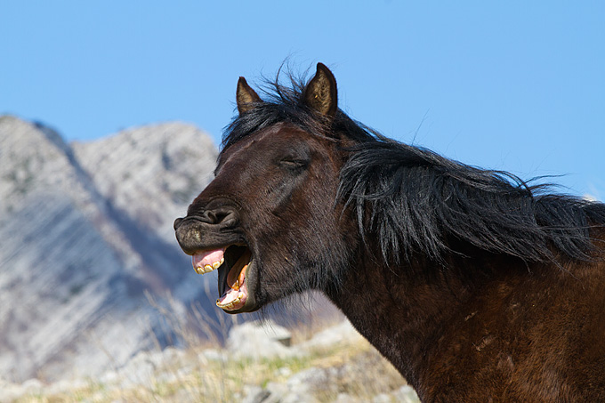 Divlji konji na Velebitu, foto: Leo Banić