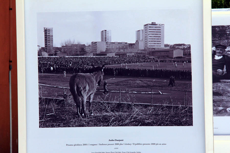 Izložba fotografija “Prijatelji mora” Izložba fotografija “Prijatelji mora”