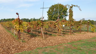 Zadar, 021111
Uz cestu koja vodi od Zadra prema Razancu moze se vidjeti jedan od sigurno najneobicnijih vinograda na svijetu. Umjesto uobicajenih strasila, vinograd cuvaju ogromni plisani medvjedi , lutke, barbike i raznorazne druge igracke i predmeti.
Fo Zadar, 021111
Uz cestu koja vodi od Zadra prema Razancu moze se vidjeti jedan od sigurno najneobicnijih vinograda na svijetu. Umjesto uobicajenih strasila, vinograd cuvaju ogromni plisani medvjedi , lutke, barbike i raznorazne druge igracke i predmeti.
Fo