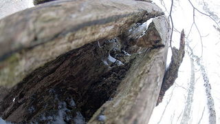 Đir do vrha Zečjak na sjevernom Velebitu, Foto: Leo Banić