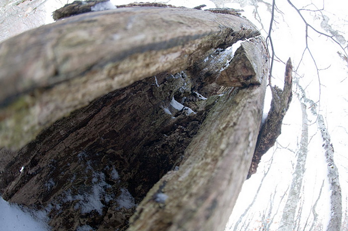 Đir do vrha Zečjak na sjevernom Velebitu, Foto: Leo Banić