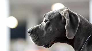 Izložba pasa na Zagrebačkom velesajmu Izložba pasa na Zagrebačkom velesajmu