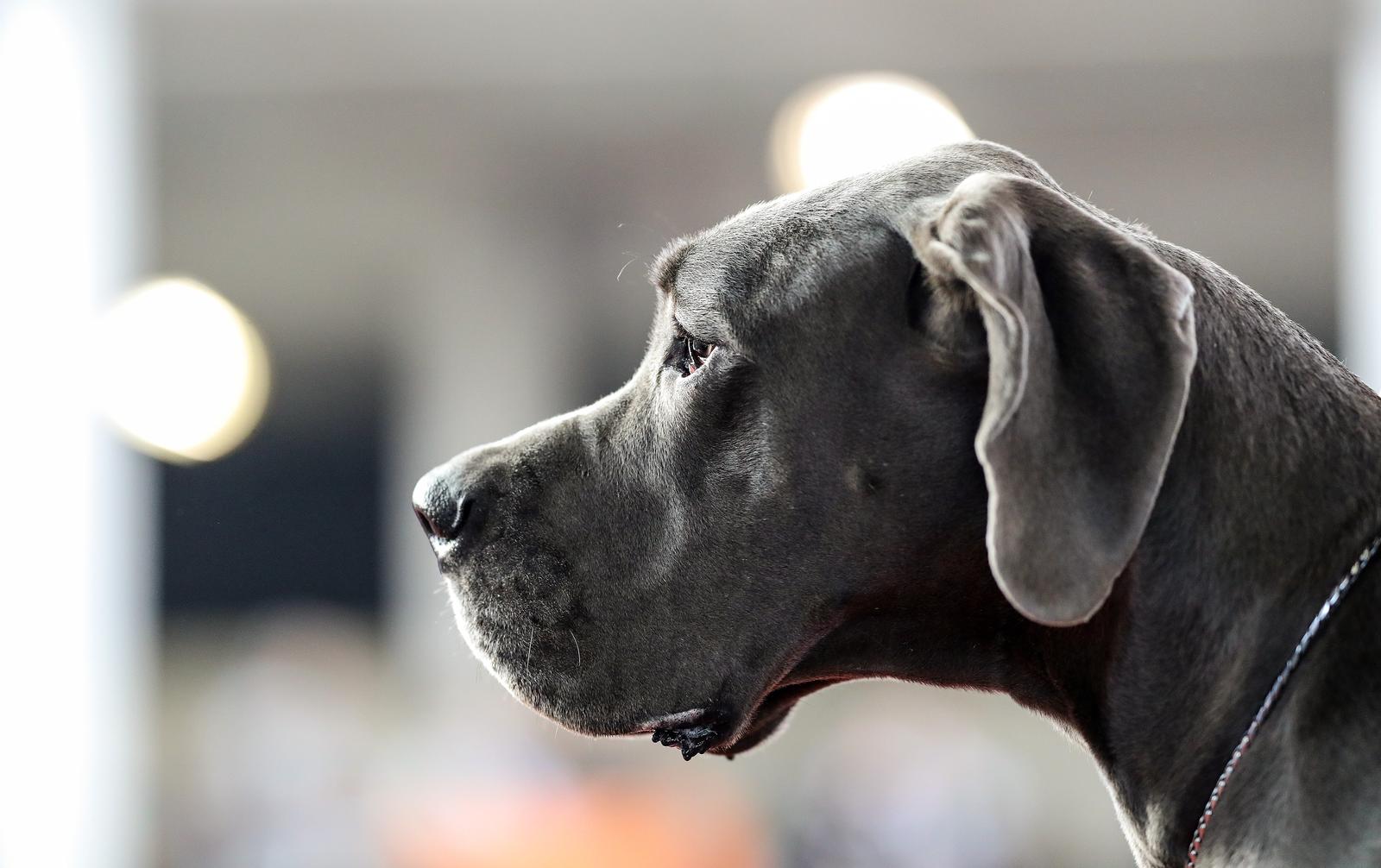 Izložba pasa na Zagrebačkom velesajmu Izložba pasa na Zagrebačkom velesajmu