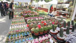 U Sv. Filip i Jakovu danas je otvoren 14. Festival cvijeća Zadarske županije, Foto: Dino Stanin/PIXSELL