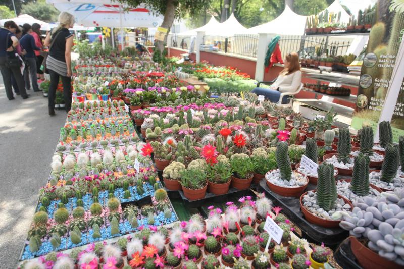 U Sv. Filip i Jakovu danas je otvoren 14. Festival cvijeća Zadarske županije, Foto: Dino Stanin/PIXSELL