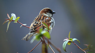 Bled i Bledsko jezero Bled i Bledsko jezero