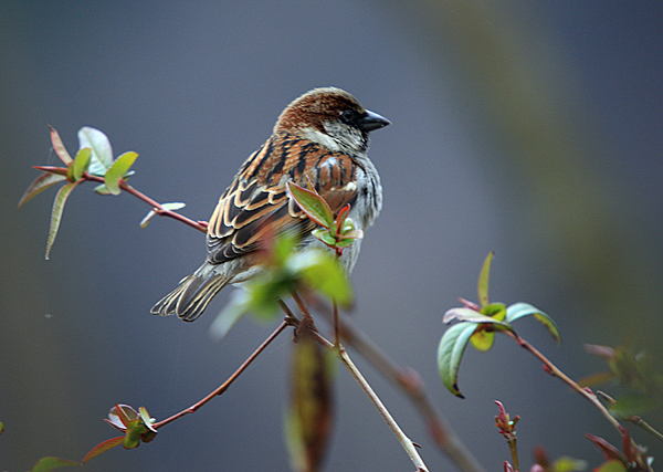 Bled i Bledsko jezero Bled i Bledsko jezero