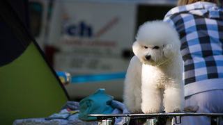 Međunarodna izložba pasa “CACIB ZADAR 2012” Međunarodna izložba pasa “CACIB ZADAR 2012”