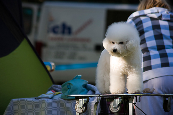 Međunarodna izložba pasa “CACIB ZADAR 2012” Međunarodna izložba pasa “CACIB ZADAR 2012”