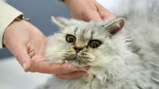 Međunarodna izložba mačaka