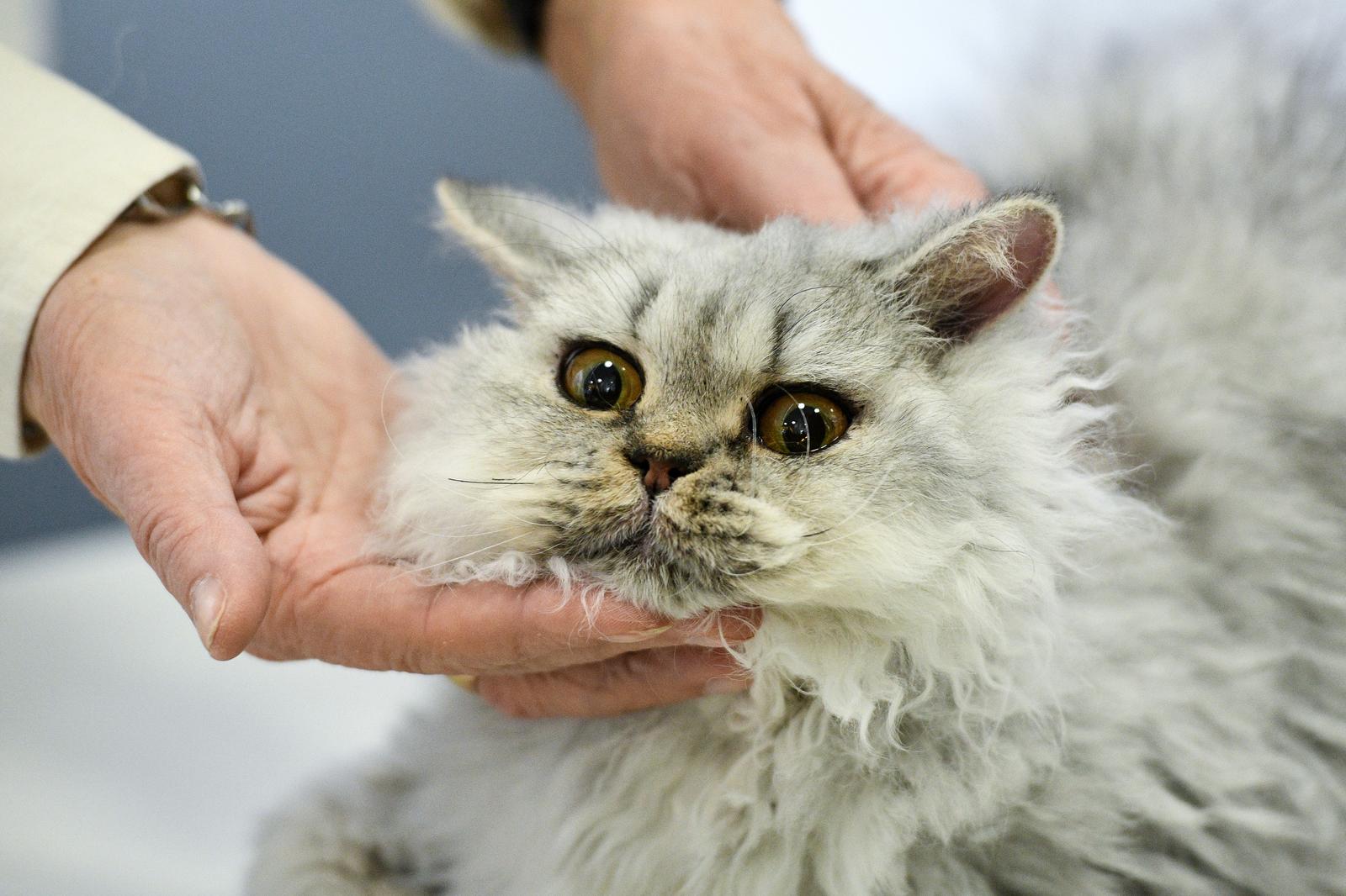 Međunarodna izložba mačaka