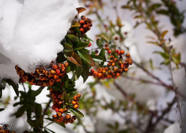 Noćni đir po Višnjiku, Foto: Anđelo Virag