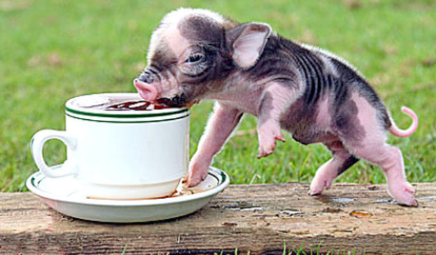 Minijaturni praščić