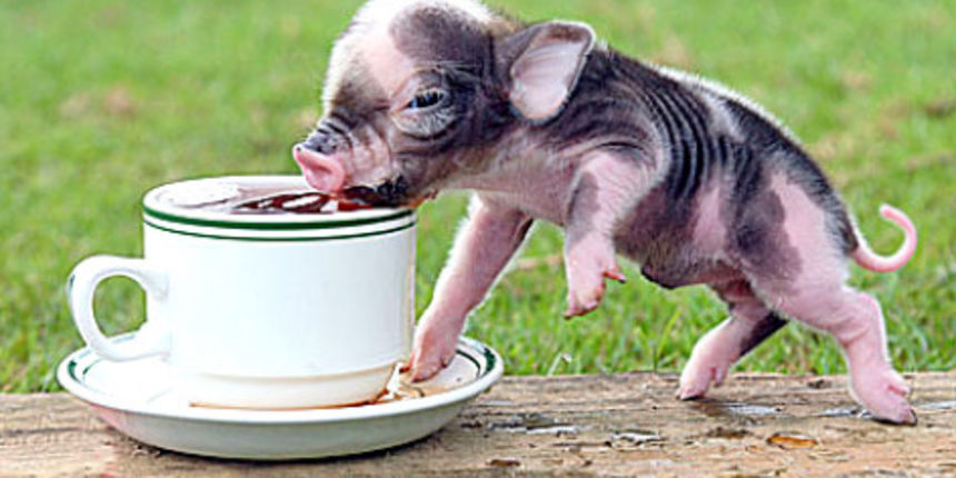 Minijaturni praščić Minijaturni praščić