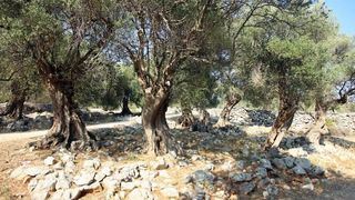 Lun: u posjeti tisućljetnom masliniku, Foto: Luka Stanzl/PIXSELL Lun: u posjeti tisućljetnom masliniku, Foto: Luka Stanzl/PIXSELL