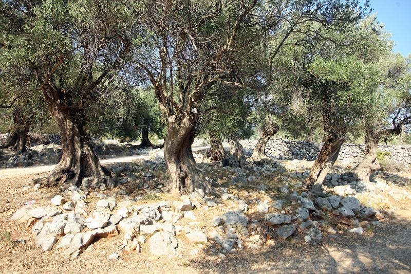 Lun: u posjeti tisućljetnom masliniku, Foto: Luka Stanzl/PIXSELL Lun: u posjeti tisućljetnom masliniku, Foto: Luka Stanzl/PIXSELL