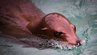 Stanari zagrebačkog Zoološkog vrta u zimskom razdoblju