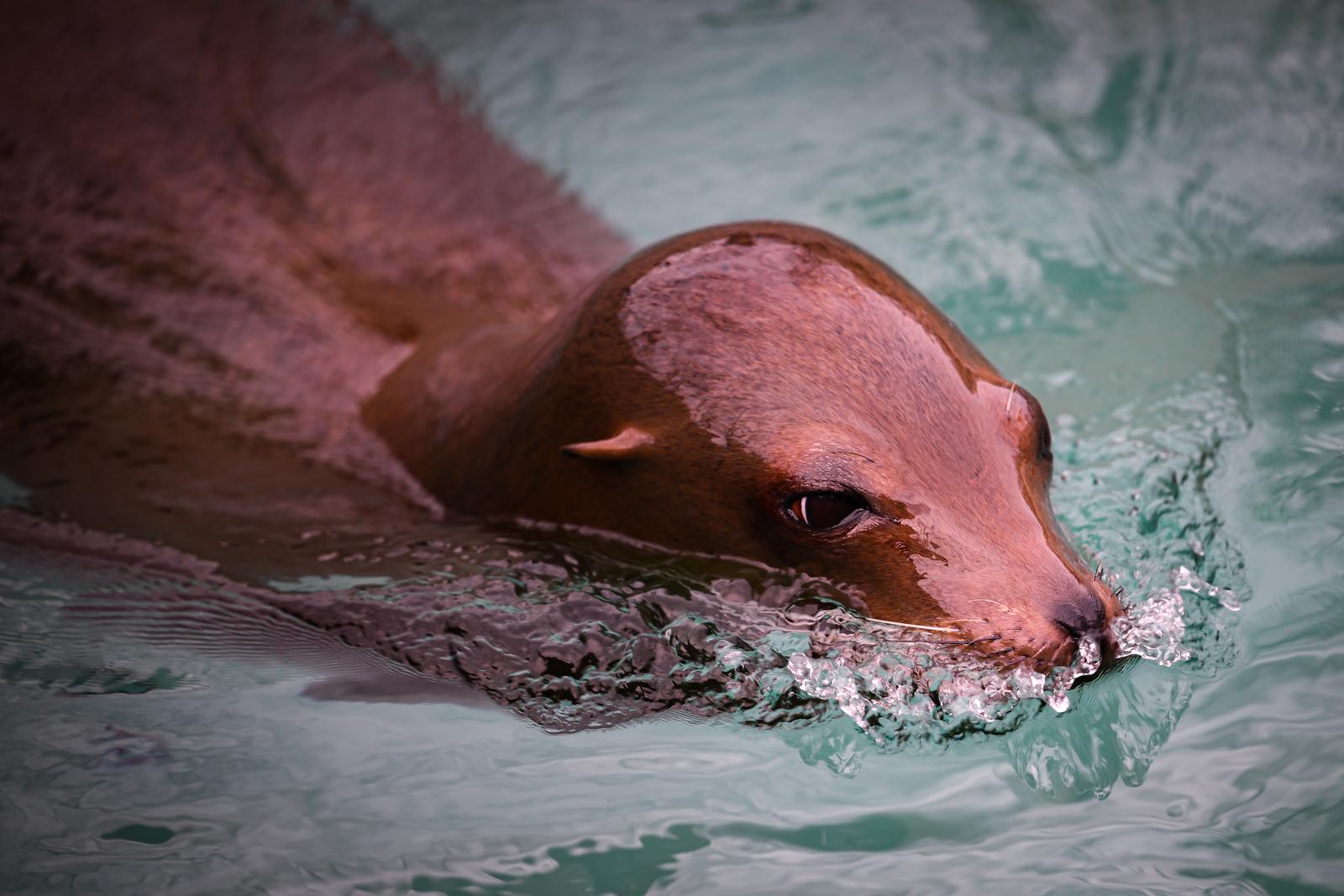 Stanari zagrebačkog Zoološkog vrta u zimskom razdoblju