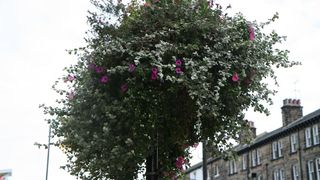 Image 1185591 (auto)