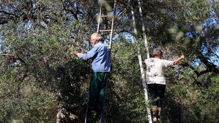 Pag, Lun, 221012.
Berba maslina u lunskom masliniku koji se nalazi kod mjesta Lun na otoku Pagu. Omedjen je suhozidima, prostire se na 400 hektara i sadrzi oko 80.000 stabala maslina. Najveci je maslinik u Hrvatskoj. U Lunskom masliniku rastu brojne jedin Pag, Lun, 221012.
Berba maslina u lunskom masliniku koji se nalazi kod mjesta Lun na otoku Pagu. Omedjen je suhozidima, prostire se na 400 hektara i sadrzi oko 80.000 stabala maslina. Najveci je maslinik u Hrvatskoj. U Lunskom masliniku rastu brojne jedin