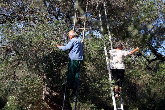 Pag, Lun, 221012.
Berba maslina u lunskom masliniku koji se nalazi kod mjesta Lun na otoku Pagu. Omedjen je suhozidima, prostire se na 400 hektara i sadrzi oko 80.000 stabala maslina. Najveci je maslinik u Hrvatskoj. U Lunskom masliniku rastu brojne jedin Pag, Lun, 221012.
Berba maslina u lunskom masliniku koji se nalazi kod mjesta Lun na otoku Pagu. Omedjen je suhozidima, prostire se na 400 hektara i sadrzi oko 80.000 stabala maslina. Najveci je maslinik u Hrvatskoj. U Lunskom masliniku rastu brojne jedin