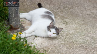 Đir po gradu, petak 30. ožujka 2018. Đir po gradu, petak 30. ožujka 2018.