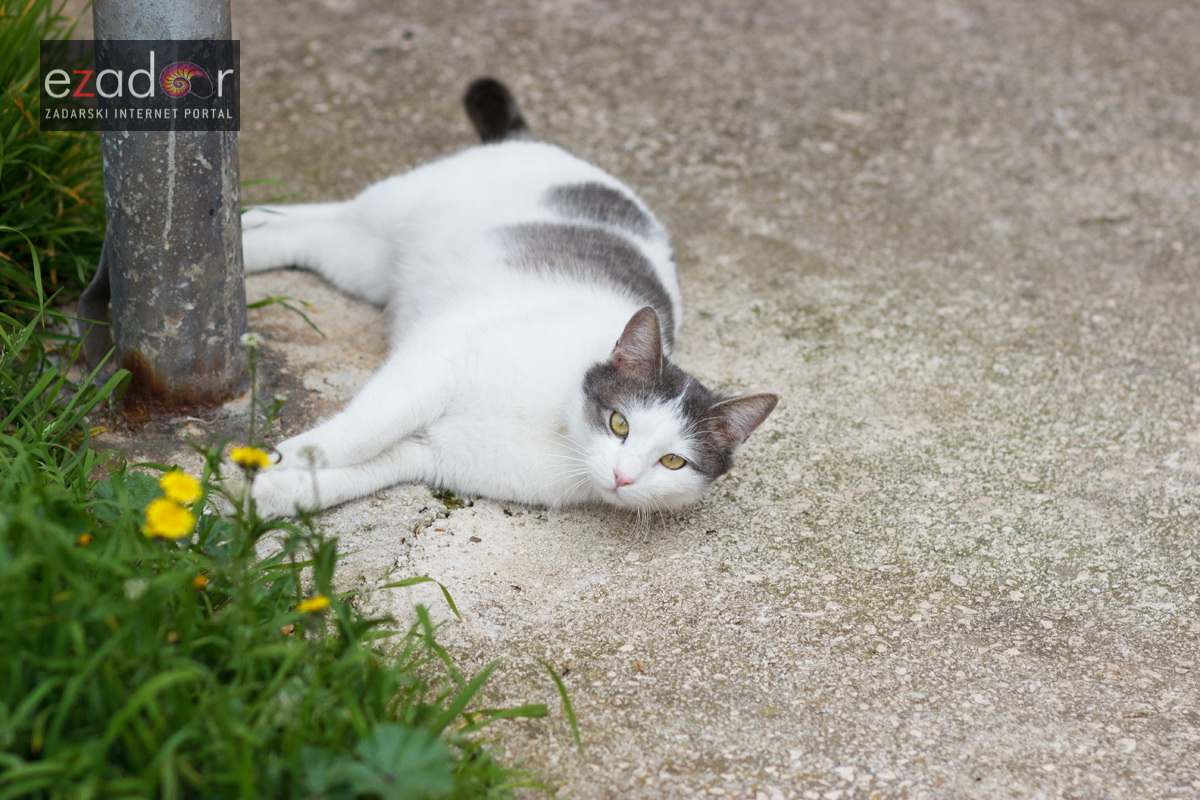 Đir po gradu, petak 30. ožujka 2018. Đir po gradu, petak 30. ožujka 2018.