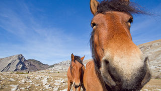 Velebitski divlji konji, Foto: Leo Banić