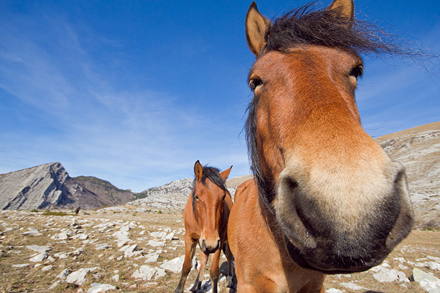 Velebitski divlji konji, Foto: Leo Banić
