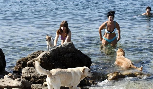 Kućni ljubimci, kupanje