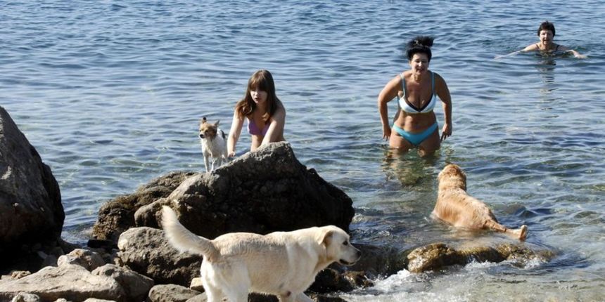 Kućni ljubimci, kupanje Kućni ljubimci, kupanje