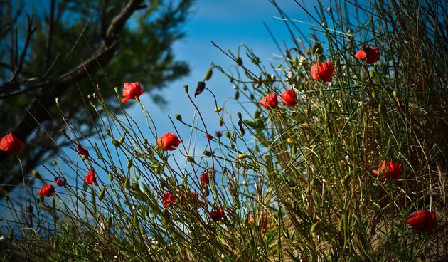 Đir po Ninu 18. svibnja 2014., foto: Iva Perinčić