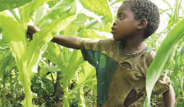 Mali berač duhana (Foto: Index.hr)