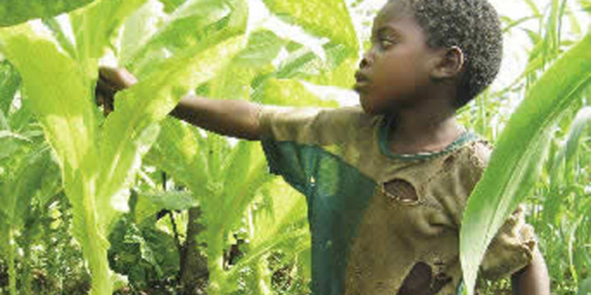 Mali berač duhana (Foto: Index.hr) Mali berač duhana (Foto: Index.hr)