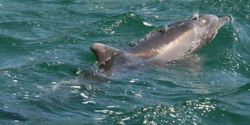 Vec mjesecima jedan je dupin svakodnevni gost na karinskoj plazi. Bez straha pliva medju kupacima te s lokalnom djecom uziva u igri. Photo: Dino Stanin/PIXSELL Vec mjesecima jedan je dupin svakodnevni gost na karinskoj plazi. Bez straha pliva medju kupacima te s lokalnom djecom uziva u igri. Photo: Dino Stanin/PIXSELL