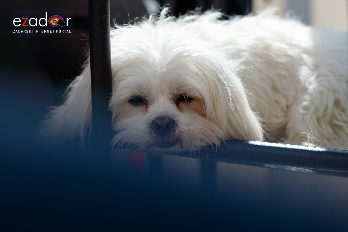 Đir po gradu, subotnja špica 9. ožujka 2019. Đir po gradu, subotnja špica 9. ožujka 2019.