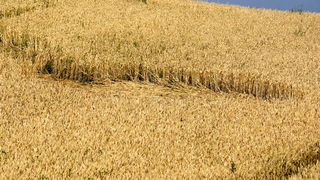 Cakovec, 280610.
Izmedju mjesta Donji Koncovscak i Sveti Martin na Muri u zitu pojavili su se misteriozni krugovi. Mjestani okolnih kuca ne vjeruju da se radi o vanzemaljcima, vec da je rijec o sali lokalnih mjestana.
Foto: Zeljko Hajdinjak / CROPIX Cakovec, 280610.
Izmedju mjesta Donji Koncovscak i Sveti Martin na Muri u zitu pojavili su se misteriozni krugovi. Mjestani okolnih kuca ne vjeruju da se radi o vanzemaljcima, vec da je rijec o sali lokalnih mjestana.
Foto: Zeljko Hajdinjak / CROPIX