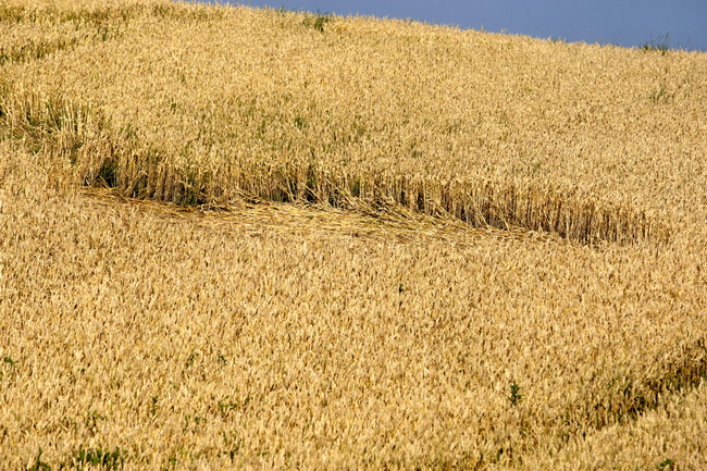 Cakovec, 280610.
Izmedju mjesta Donji Koncovscak i Sveti Martin na Muri u zitu pojavili su se misteriozni krugovi. Mjestani okolnih kuca ne vjeruju da se radi o vanzemaljcima, vec da je rijec o sali lokalnih mjestana.
Foto: Zeljko Hajdinjak / CROPIX Cakovec, 280610.
Izmedju mjesta Donji Koncovscak i Sveti Martin na Muri u zitu pojavili su se misteriozni krugovi. Mjestani okolnih kuca ne vjeruju da se radi o vanzemaljcima, vec da je rijec o sali lokalnih mjestana.
Foto: Zeljko Hajdinjak / CROPIX