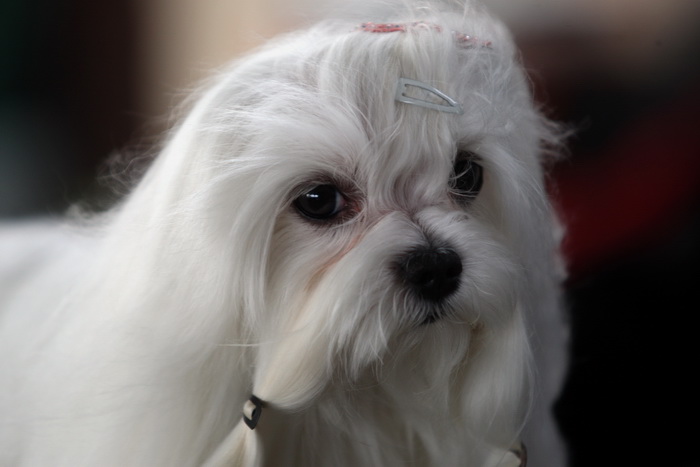 Zadar, 020513.  
Kamp na zadarskom predjelu Borik. 13. po redu medjunarodna izlozba pasa CACIB Zadar dog show 2013. 
Foto: Jure Miskovic / CROPIX