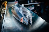 Tuna, Sushi & Wine Festival 2026. Tuna, Sushi & Wine Festival 2026.