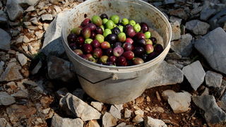 Pag, Lun, 221012.
Berba maslina u lunskom masliniku koji se nalazi kod mjesta Lun na otoku Pagu. Omedjen je suhozidima, prostire se na 400 hektara i sadrzi oko 80.000 stabala maslina. Najveci je maslinik u Hrvatskoj. U Lunskom masliniku rastu brojne jedin Pag, Lun, 221012.
Berba maslina u lunskom masliniku koji se nalazi kod mjesta Lun na otoku Pagu. Omedjen je suhozidima, prostire se na 400 hektara i sadrzi oko 80.000 stabala maslina. Najveci je maslinik u Hrvatskoj. U Lunskom masliniku rastu brojne jedin