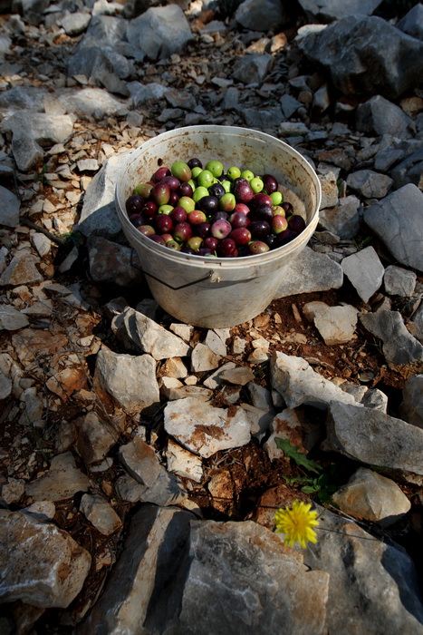 Pag, Lun, 221012.
Berba maslina u lunskom masliniku koji se nalazi kod mjesta Lun na otoku Pagu. Omedjen je suhozidima, prostire se na 400 hektara i sadrzi oko 80.000 stabala maslina. Najveci je maslinik u Hrvatskoj. U Lunskom masliniku rastu brojne jedin Pag, Lun, 221012.
Berba maslina u lunskom masliniku koji se nalazi kod mjesta Lun na otoku Pagu. Omedjen je suhozidima, prostire se na 400 hektara i sadrzi oko 80.000 stabala maslina. Najveci je maslinik u Hrvatskoj. U Lunskom masliniku rastu brojne jedin