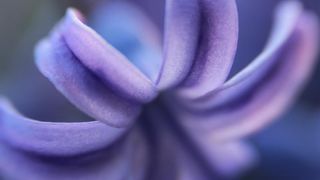 Boje i mirisi proljeća, Foto: CROPIX