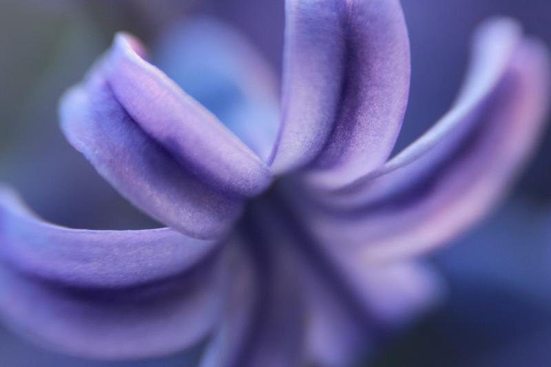 Boje i mirisi proljeća, Foto: CROPIX