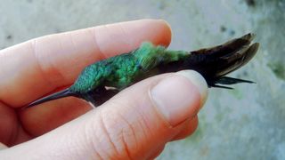 Tropske ptice u kolumbijskom Parque National Natural Tatamá u zapadnim Andama. Foto: Maja Bjelić