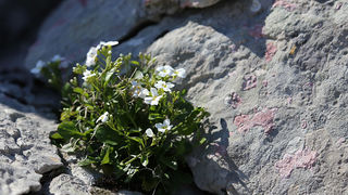 Ako ste u mogućnosti za mali izlet, posjetite Stap – veliko krško polje na Južnom Velebitu, na 960 m visine, foto: Vedran Penga