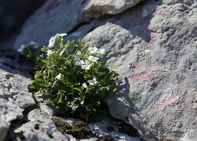 Ako ste u mogućnosti za mali izlet, posjetite Stap – veliko krško polje na Južnom Velebitu, na 960 m visine, foto: Vedran Penga
