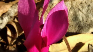 Đir po otoku Pagu – Šimuni, Foto: Leonard Kvarantan