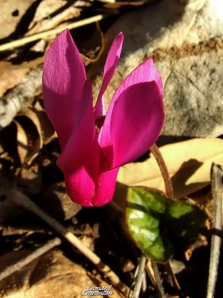 Đir po otoku Pagu – Šimuni, Foto: Leonard Kvarantan